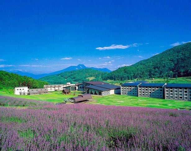 入場は無料。見渡す限り一面に広がるパープルカラーは圧巻