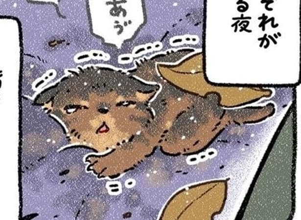 子猫は「震えていた」→みぞれが降る寒い夜、飼い犬が庭から連れてきたのは、手のひらに乗るほど小さな子猫だった【作者に聞く】