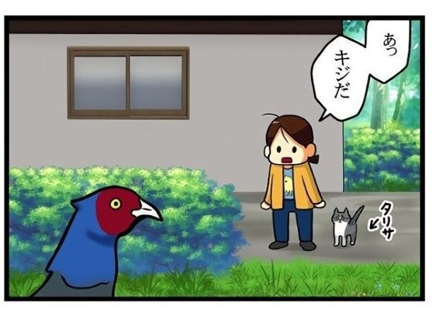 家の前にキジ…!?