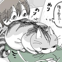 【ネコ漫画】大好きな飼い主にお尻を向けて座る愛猫!?「前向きで座ってほしい」とお願いする飼い主