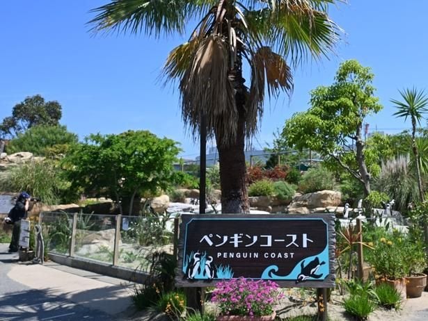 ペンギンコースト。柵が低いうえ、アクリル板なので水中での様子も見られる