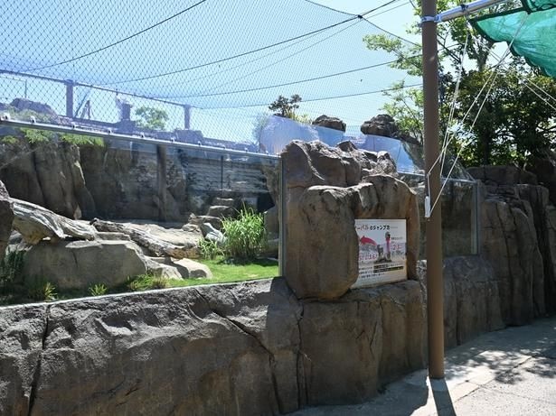 屋外にあるサーバルの展示場。動きを見るなら、エサの時間がチャンス