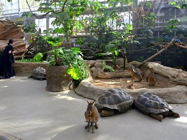 「熱帯の森」では見学者と同じ空間に動物がたくさんいる