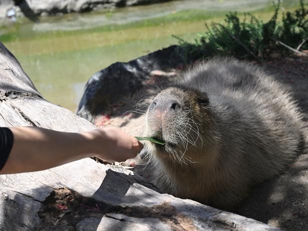 人気の動物、カピバラ。エサを差し出すと食べる仕草もかわいらしい
