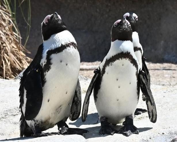 「神戸どうぶつ王国」 でペンギンにサーバル、ハシビロコウ、カピバラ…人気の動物に出合える!雨の日も暑い日も、動物や植物と“ゼロ距離”体験を