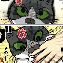 【猫マンガ】気の強い子猫がまさかの激オコ倍返し!!クセ強な人間の変わった愛情表現に「やられたらやり返す!!」【作者に聞く】