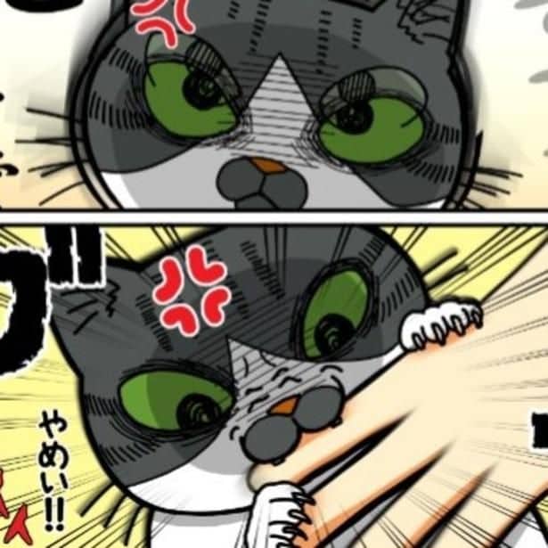 【猫マンガ】気の強い子猫がまさかの激オコ倍返し!!クセ強な人間の変わった愛情表現に「やられたらやり返す!!」【作者に聞く】