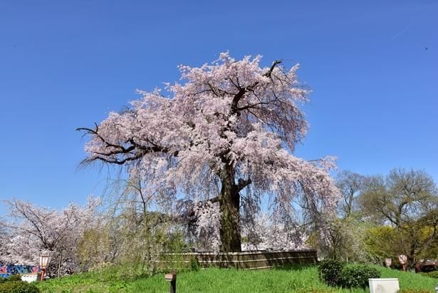 春にはしだれ桜の優美な姿がひと際目を引く