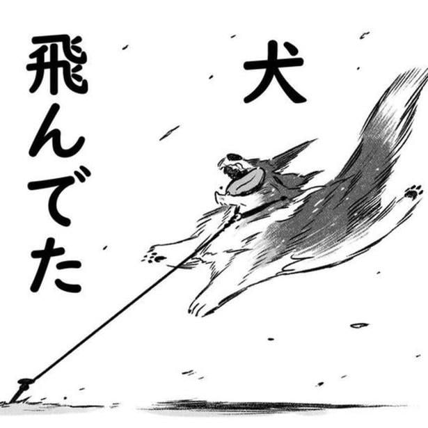 強風の中恐る恐る玄関を開けると、庭で犬が飛んでいた。