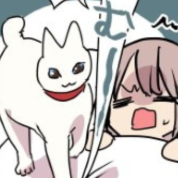 布団に入れてくれない飼い主に抗議を始めるミコさん