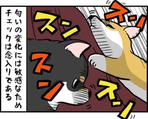 大好きなロングスカート→風でウンチ接触＆犬の「カーテン扱い」で毛だらけの悲劇【作者に聞く】