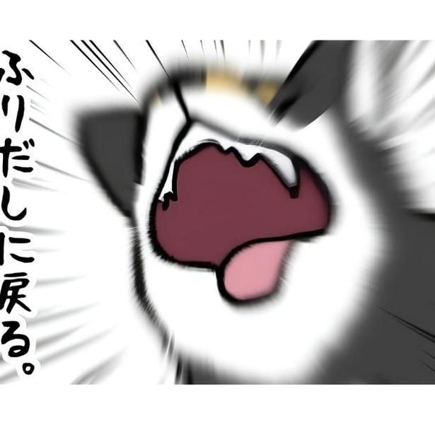 柴犬兄弟のケンカが多い問題を相談した結果