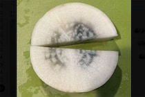 大根を切ったら断面が“青黒い”…　農水省が「捨てないで！」と異例の呼びかけ　その意外な正体とは