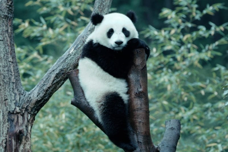 『パンダのすごい世界』