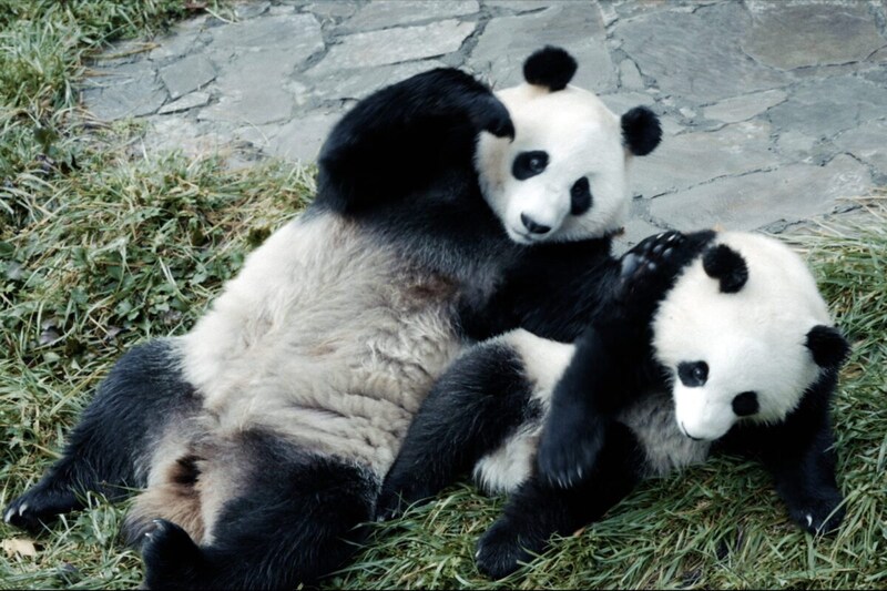 『パンダのすごい世界』