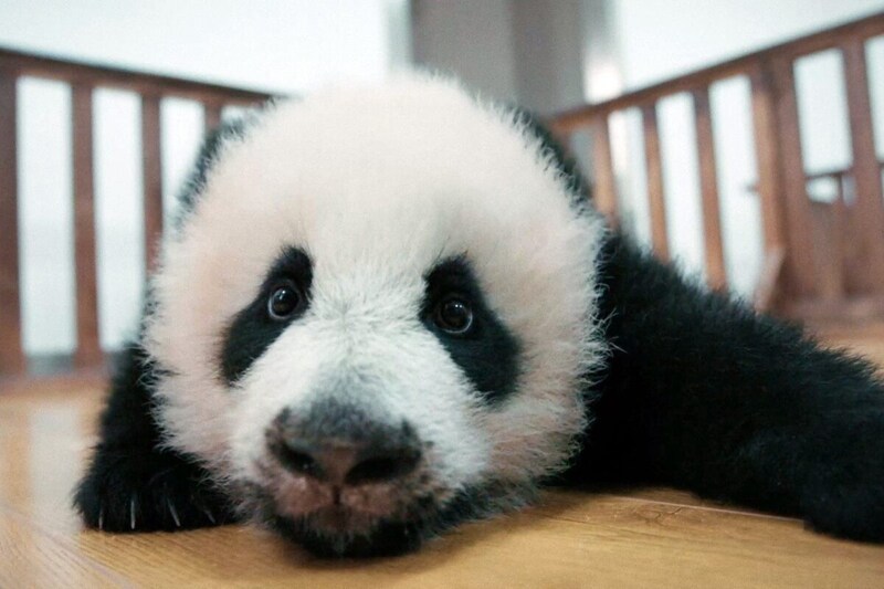 『パンダのすごい世界』