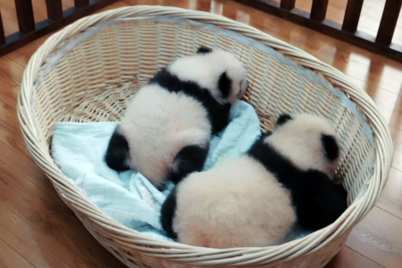 “パンダロス”の人に朗報！　上野動物園の人気者だったシャンシャンの姿も見られるドキュメンタリー作品