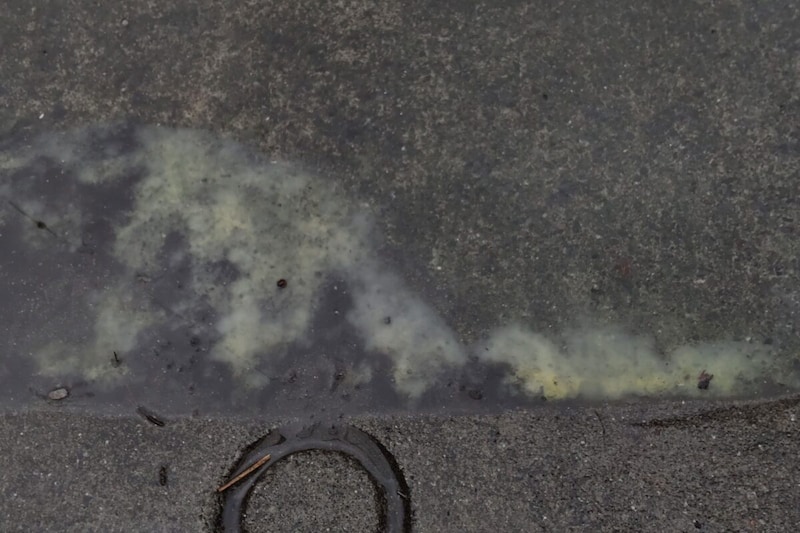 話題の“花粉溜まり”