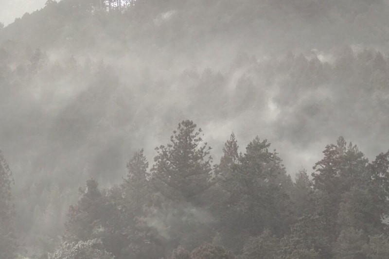東京都青梅市の花粉