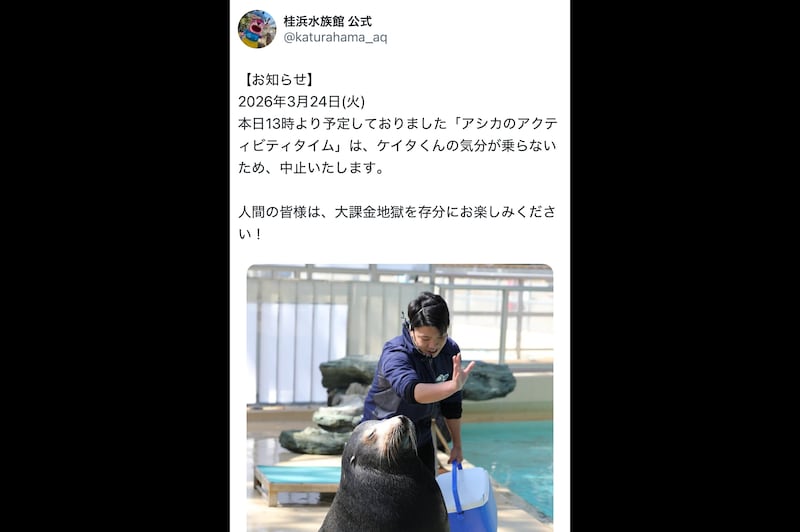 桂浜水族館 、アシカイベント中止の“正直すぎる理由”が反響呼ぶ　「めっちゃいい」「有給やね」