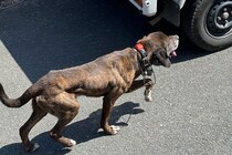 民家の玄関先に猟犬が侵入トラブル、猟師の言動に住民は「怒りを覚えた」　市は「丁寧な対応求めている」と説明