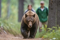 クマを駆除したハンターの報酬・時給1500円に非難の声　現役ハンターは「この待遇では無理」と語る