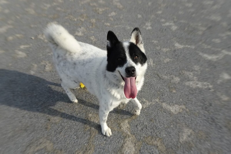 神奈川県動物愛護センターの犬