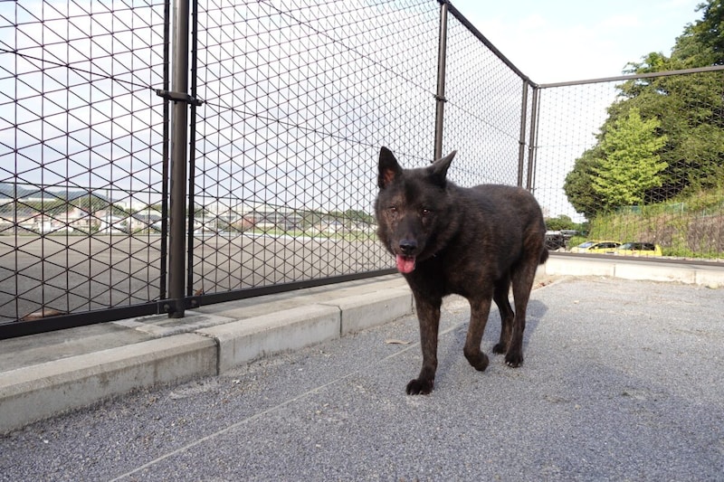 神奈川県動物愛護センターの犬
