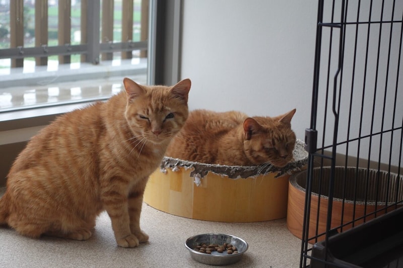 神奈川県動物愛護センターの猫