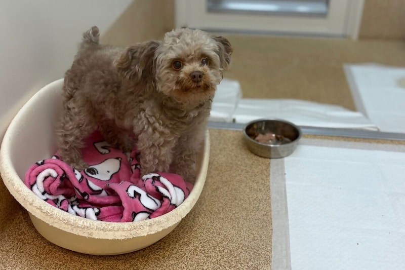 神奈川県動物愛護センターの犬