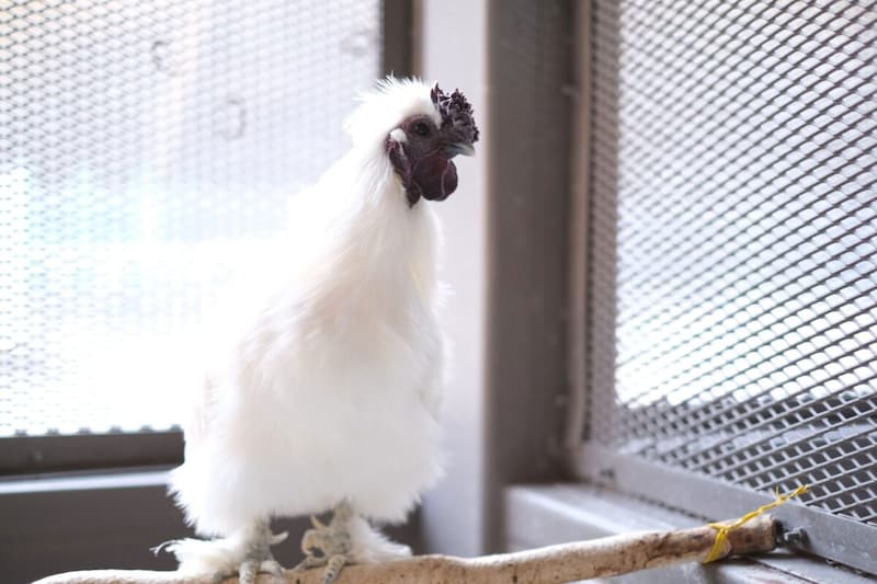 神奈川県動物愛護センターのうこっけい