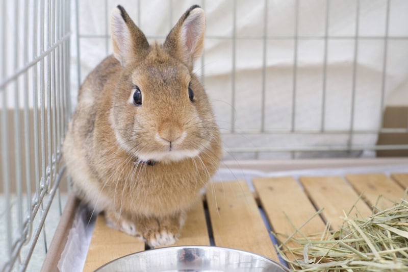 神奈川県動物愛護センターのうさぎ