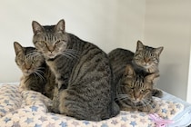 保護される猫の2割はキジトラ、愛猫家も驚く理由が話題　愛護センターは「ギャップが魅力」語る