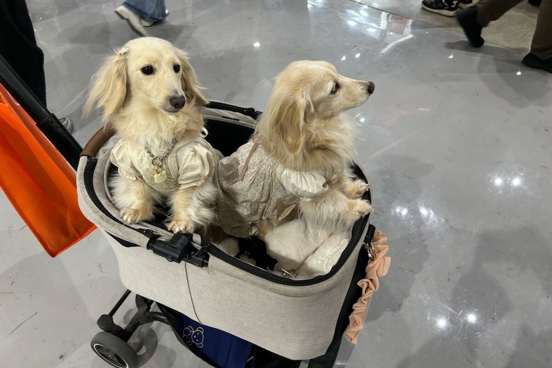 インターペット東京