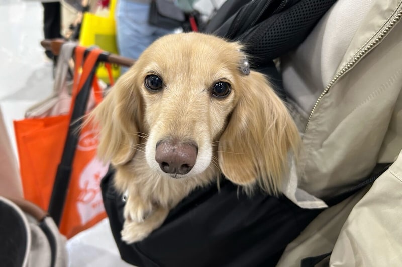 インターペット東京