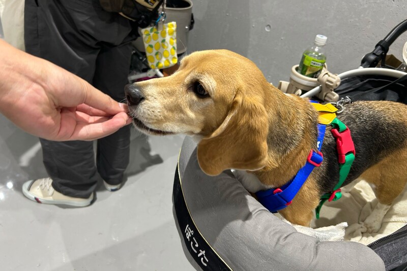 国内最大級ペットイベント「インターペット」が今年も開催　会場訪れる愛犬たちが「異次元級にかわいい」判明