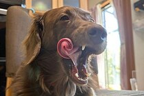 あくびをした愛犬、ベロの形が異次元すぎると話題に　「そんなことある！？」とネット民驚愕