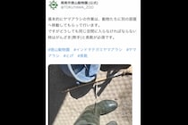 「ひゃ！刺さってる！」飼育員の脚に“太くて鋭いトゲ”が…　犯人はアルミ缶も貫通する剛毛の持ち主