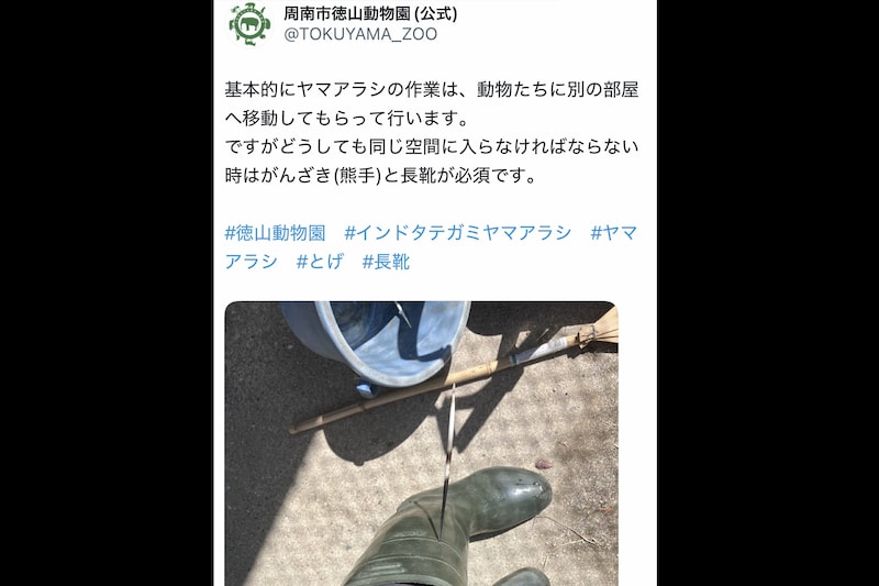 「ひゃ！刺さってる！」飼育員の脚に“太くて鋭いトゲ”が…　犯人はアルミ缶も貫通する剛毛の持ち主