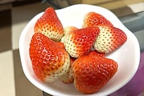 店で買ったいちご、一番美味しい食べ頃に「知らなかった…」と驚きの声　いちご王国・栃木県に理由を聞いた