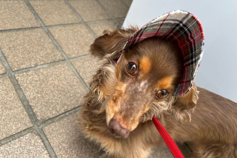 ダックスフンドのちるくん