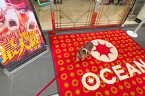 パチスロ店前から絶対動かない犬、意志が強すぎると話題　「前世で打ってた？」と驚きの声も…