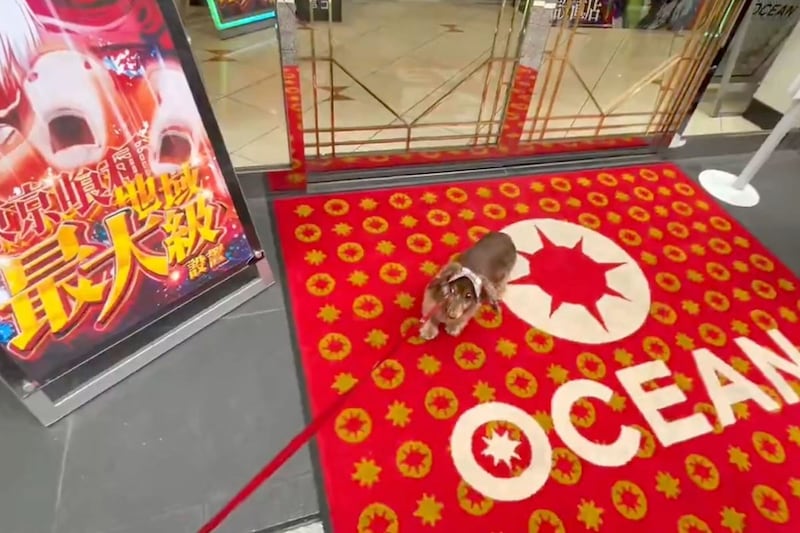 パチスロ店前から絶対動かない犬、意志が強すぎると話題 「前世で打ってた?」と驚きの声も…