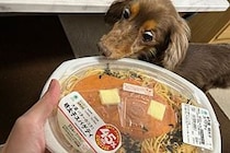 ファミマの増量スパゲッティ、犬の「野生の本能」刺激する効果が判明　「白目かわいすぎる」と話題