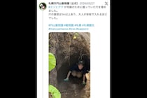 札幌の動物園が公開、ヒグマが冬眠で掘った“穴の大きさ”に衝撃　「大人が余裕で入れるほど」