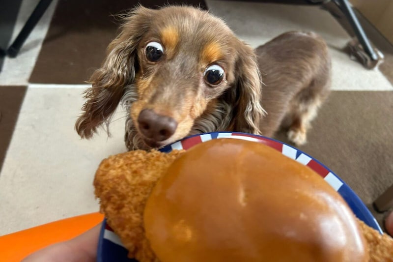 『盛りすぎ！メンチバーガー』とちるくん