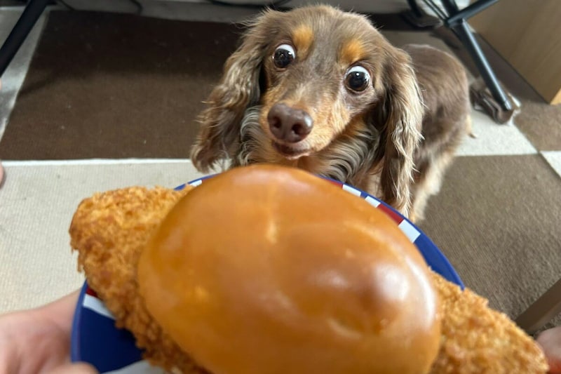 『盛りすぎ！メンチバーガー』とちるくん