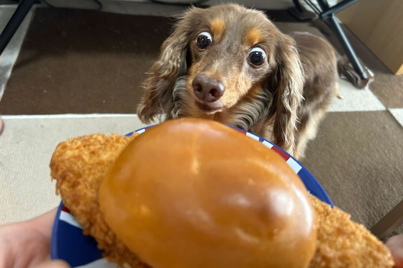ローソンのイカれたバーガー見た犬　白目ガンギマリの表情が「かわいすぎる」と話題に