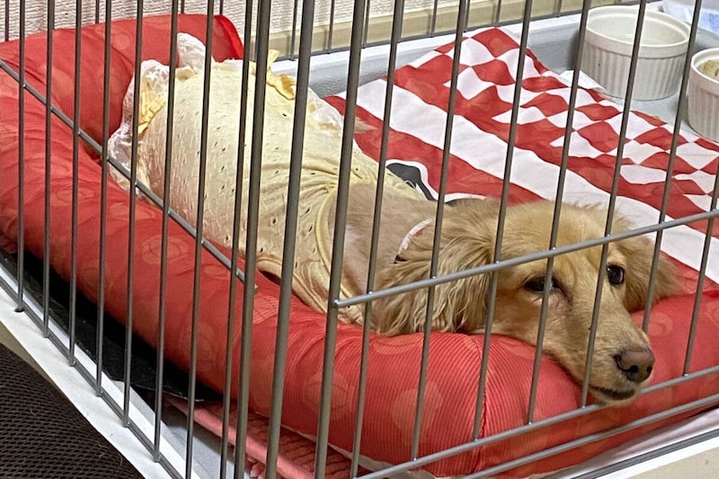 ケージの中で眠そうな花火ちゃん