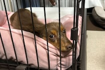 犬が入るカゴの名前、4割の人が勘違いしていた　アイリスオーヤマは「ペットにとって重要な存在」と説明